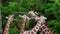 Giraffe, Giraffa camelopardalis is an African even-toed ungulate mammal