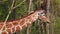 Giraffe, Giraffa camelopardalis is an African even-toed ungulate mammal