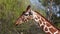Giraffe, Giraffa camelopardalis is an African even-toed ungulate mammal