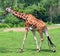 The giraffe (Giraffa camelopardalis) is an African even-toed ungulate mammal