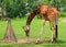 The giraffe (Giraffa camelopardalis) is an African even-toed ungulate mammal