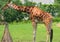 The giraffe (Giraffa camelopardalis) is an African even-toed ungulate mammal