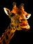 Giraffe (Giraffa camelopardalis) is an African even-toed ungulate mammal,