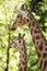 The giraffe Giraffa camelopardalis, African even-toed ungulate mammal, the tallest of all extant land-living animal species