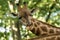 The giraffe Giraffa camelopardalis, African even-toed ungulate mammal, the tallest of all extant land-living animal species