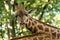 The giraffe Giraffa camelopardalis, African even-toed ungulate mammal, the tallest of all extant land-living animal species