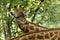 The giraffe Giraffa camelopardalis, African even-toed ungulate mammal, the tallest of all extant land-living animal species