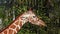 Giraffe, Giraffa camelopardalis is an African even-toed ungulate mammal, the tallest living terrestrial animal and the largest ru
