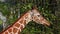 Giraffe, Giraffa camelopardalis is an African even-toed ungulate mammal, the tallest living terrestrial animal and the largest rum