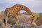 A Giraffe Giraffa Camelopardalis  in Dikhololo Game Reserve, South Africa