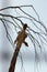 Giraffe (Giraffa camelopardalis) eats a branch