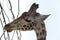 Giraffe (Giraffa camelopardalis) eats a branch