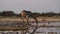 Giraffe Giraffa camelopardalis in Etosha National Park, Namibia, Africa