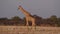 Giraffe Giraffa camelopardalis in Etosha National Park, Namibia, Africa