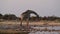 Giraffe Giraffa camelopardalis in Etosha National Park, Namibia, Africa