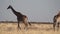 Giraffe Giraffa camelopardalis in Etosha National Park, Namibia, Africa