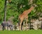 Giraffe Giraffa camelopardalis and Grevy`s zebra Equus grevyi