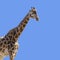 Giraffe , Giraffa camelopardalis, isolated on a blue background with space for text