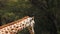 Giraffe (Giraffa camelopardalis) in Kruger National Park, South Africa. Amazing scene of row of cars on safari watching