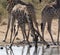 Giraffe (Giraffa camelopardalis) - Namibia