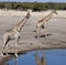 Giraffe (Giraffa camelopardalis) - Namibia