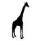 Giraffe Giraffa camelopardalis Silhouette Found In Map Of Africa