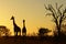 Giraffe (Giraffa camelopardalis) at sunrise