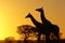 Giraffe (Giraffa camelopardalis) at sunrise