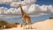 Giraffe (Giraffa camelopardalis) walking on a sand dune with clouds, South Africa