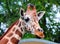 The giraffe Giraffa is a genus of African even-toed ungulate mammals