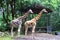 The giraffe Giraffa is a genus of African even-toed ungulate mammals