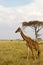 Giraffe Giraffa in Serengeti National Park