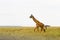 Giraffe Giraffa in Serengeti National Park