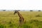 Giraffe Giraffa in Serengeti National Park