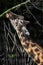 Giraffe gnaws twigs 2