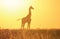 Giraffe Golden Sunset Silhouette - Wildlife Background and Beauty from the wilds of Africa.