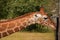 Giraffe grabbing hay out of feeder at zoo.