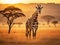 A giraffe gracefully roaming in the savannah at sunrise