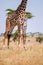 Giraffe in grass field of Serengeti Savanna - African Tanzania Safari trip