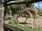 Giraffe grazes behind a fence in a paddock