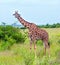 Giraffe grazes in the savannah