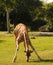 Giraffe grazing