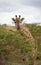 Giraffe grazing on acacia looking at viewer