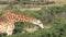 Giraffe grazing from a bush on the savanna