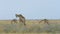 Giraffe grazing, Namibia, Africa wildlife