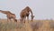 Giraffe grazing, Namibia, Africa wildlife