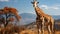 giraffe grazing in the savannah, long neck, tall stature, majestic wildlife scene1