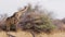 Giraffe grazing on tree, Namibia, Africa wildlife