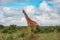 A giraffe grazing in the wild at Nairobi National Park, Kenya