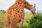 A giraffe grazing in the wild at Nairobi National Park, Kenya